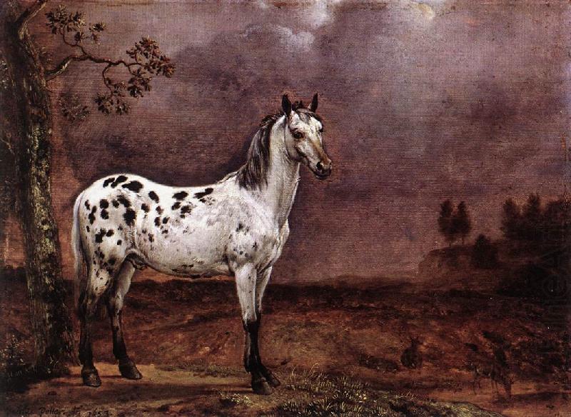 The Spotted Horse af, POTTER, Paulus